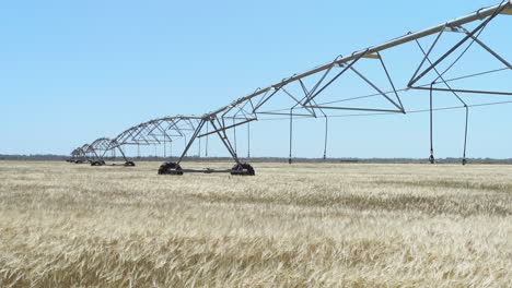 irrigation system over an organic barley crop static