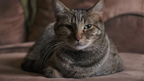 cat lying on the couch inside the house