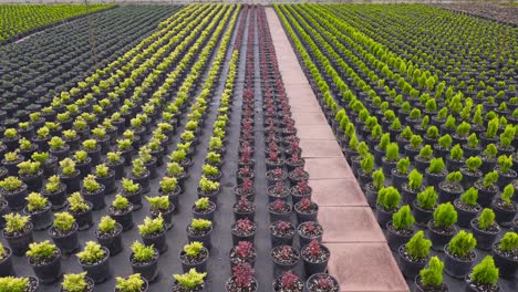 flower and tree seedlings in the greenhouse, which is in the open field.