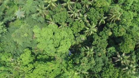 Aerial-view-shot-of-deep-green-forest