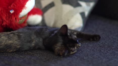 lazy cat relaxing on blue couch next to red teddy bear