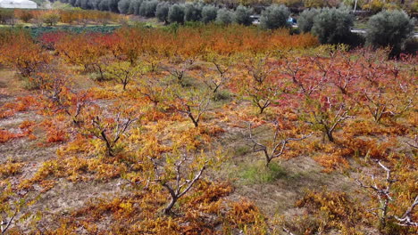 Aerial-overview-of-Roses-and-trees-cultivation-on-a-large-field-between-Aretina-interstate-road-and-railway