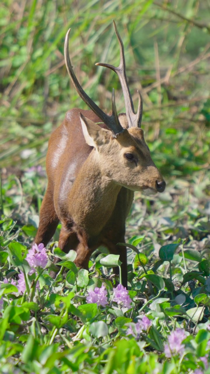 Un cervo porcino selvatico che pascola tra fiori viola di giacinto d'acqua in una lussureggiante zona umida indiana, catturando autentici comportamenti della fauna selvatica per documentari sulla natura e la sostenibilità