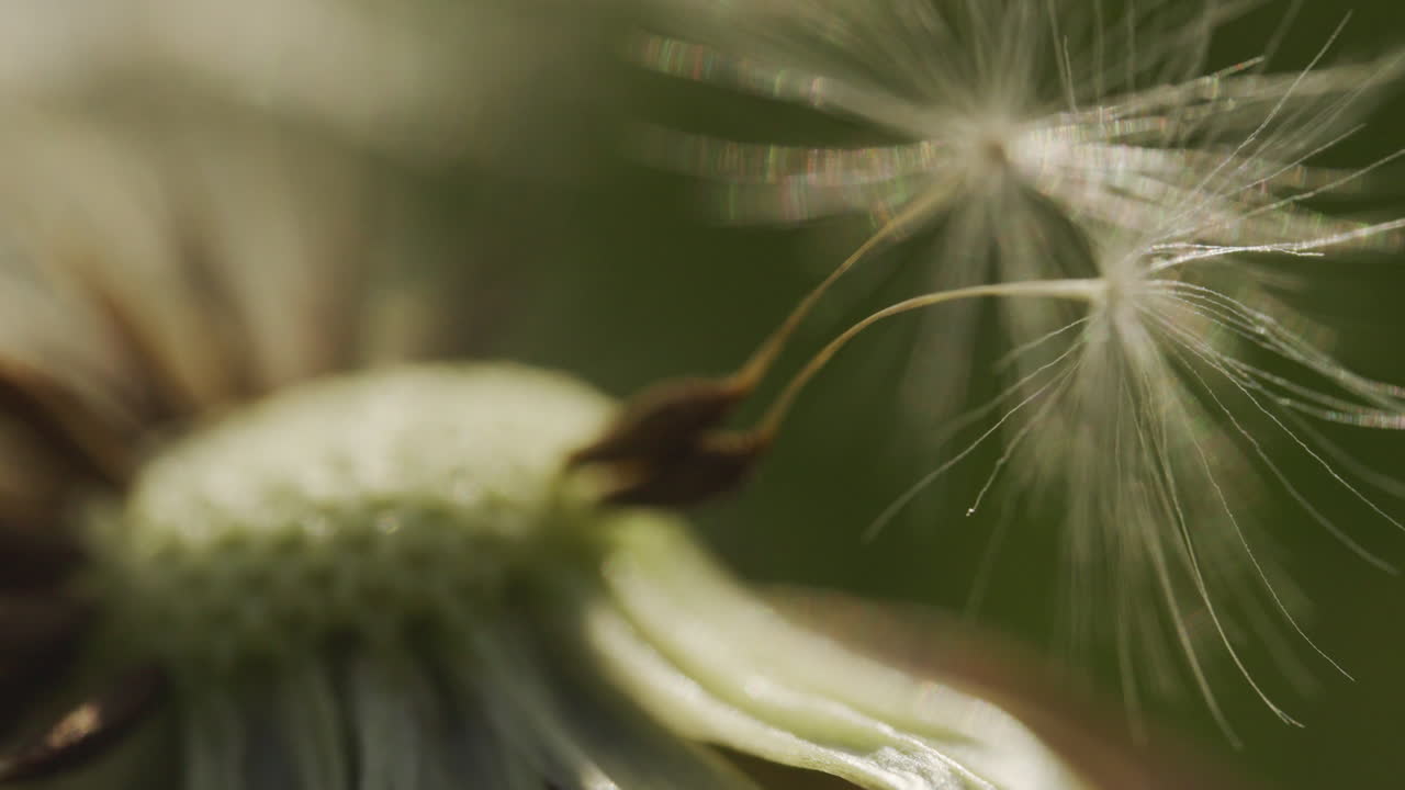primer plano de una cabeza de semilla de diente de león