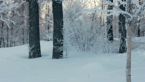 Snow-falling-from-tree-in-winter-park.-Snowfall.-Snow-covered-tree.-Snowstorm