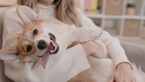 happy corgi in arms of owner