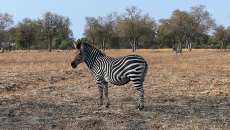 la cebra de crawshay (equus quagga crawshayi) que perdió su cola en una pelea gira la cabeza. parque nacional south luangwa, zambia.