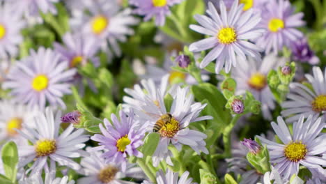 Flor-De-Aster-Púrpura-De-San-Bernardino-A-La-Luz-Del-Sol-Y-Abejas-Recogiendo-Polen---Primer-Plano