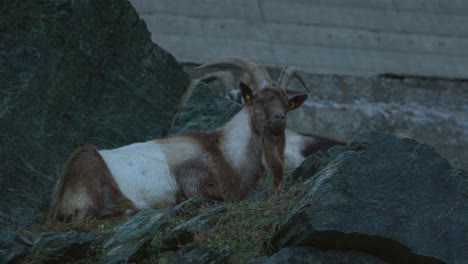 goat lying on some rocks eating