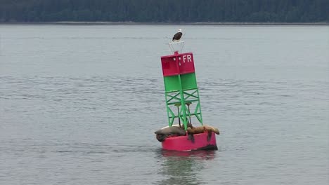 Kühne-Adler-Und-Seelöwen-Ruhen-Auf-Derselben-Navigationsboje-In-Alaska