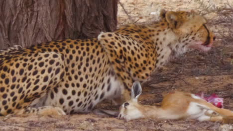 cheetah munching on its fresh kill springbok under the shade of a tree in a soaring heat of the day in kalahari desert, south africa