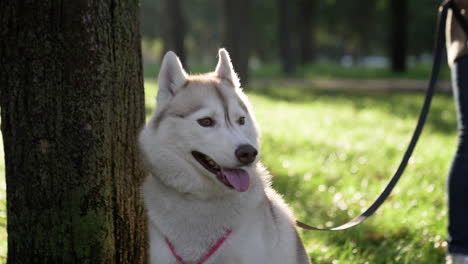 beautiful siberiand dog