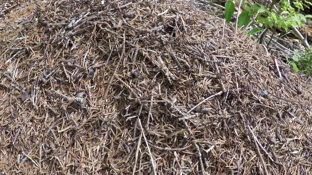 숲 속의 야생 개미 언덕