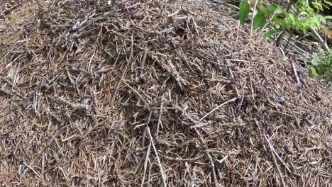 colina de hormigas salvajes en el bosque