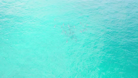 Aerial-View-Over-Pod-Of-Bottlenose-Dolphins-In-NSW,-Australia---drone-shot