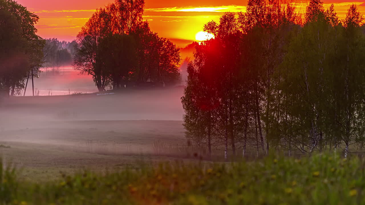 lapso de tiempo de puesta de sol vívida con cielo ardiente a través de árboles, movimiento de niebla queer