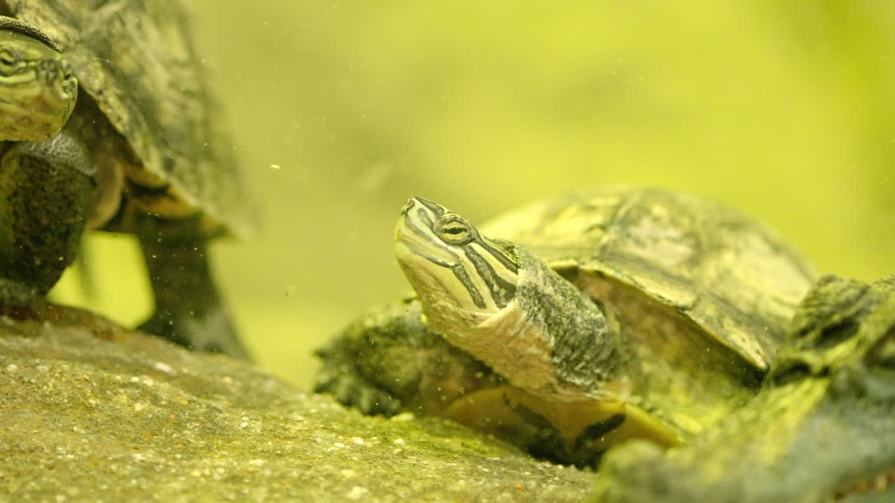 Turtle stretching its neck out of the water near a crocodile