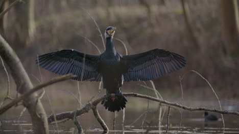 Cerca-De-Gran-Cormorán-Negro-Descansando-Sobre-Una-Rama-Secando-Sus-Alas