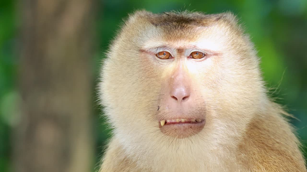 A southern pig-tailed macaque yawns in a lush forest setting, captured in natural daylight with close-up shots