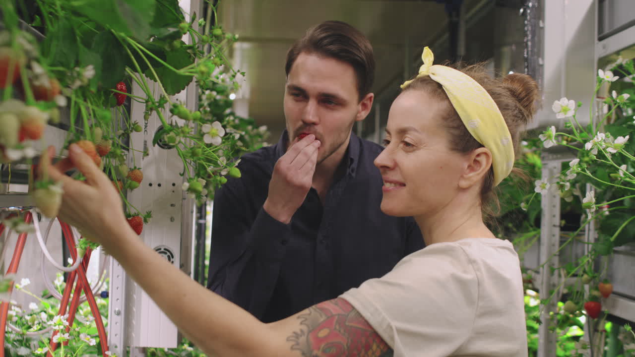 Hydroponic Strawberry Harvesting in a Vertical Farm