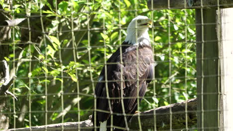 vista de cerca de una águila moviendo la cabeza con el fondo verde borroso de la naturaleza resolución 4k