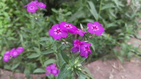 pink phlox drummondii blooming in the garden, phlox drummondii flower gently swaying in the home garden