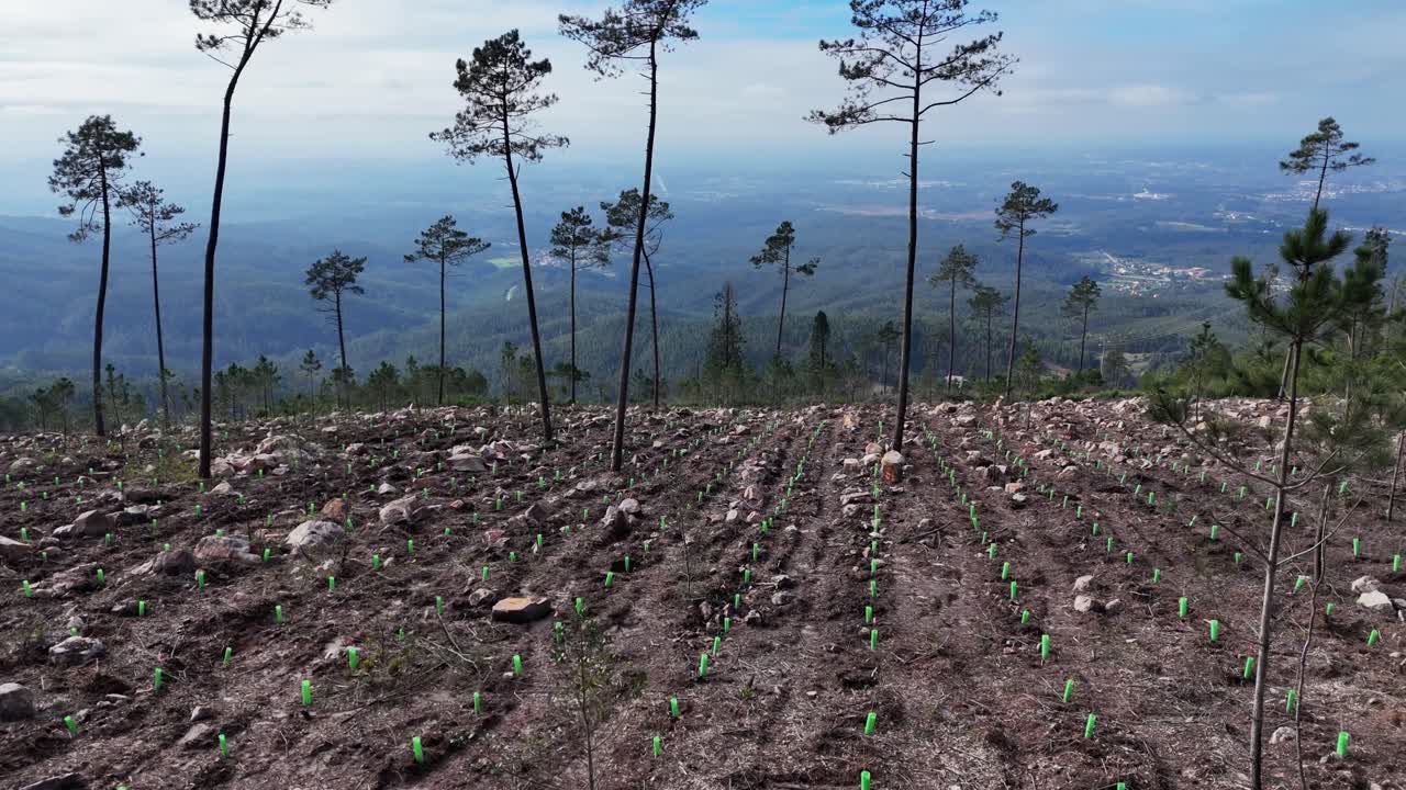 Reforestation Project with Newly Planted Saplings