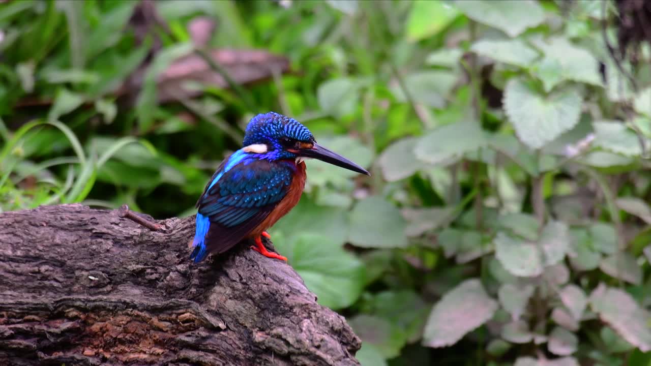 el martín pescador de orejas azules es un pequeño martín pescador que se encuentra en tailandia y es buscado por los fotógrafos de aves debido a sus hermosas orejas azules, ya que es una pequeña, linda y esponjosa bola de plumas azules de un pájaro