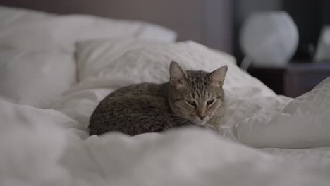 Un-Lindo-Gato-Atigrado-Gris-De-Pelo-Corto-Lamiéndose-En-Una-Cama-Sin-Hacer-Con-Sábanas-Blancas