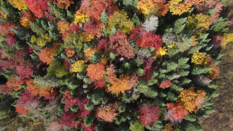 aéreo majestuoso otoño desierto bosque colores desde arriba