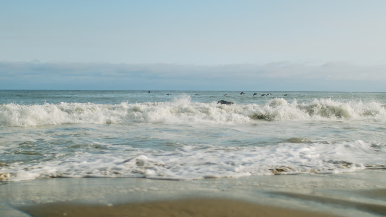 Ocean Waves and Birds at the Beach