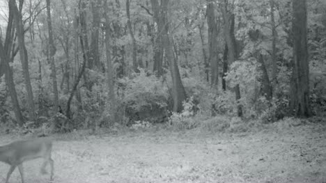 whitetail deer buck with antlers stops to sniff the air while walking on a game trail in the woods in late autumn