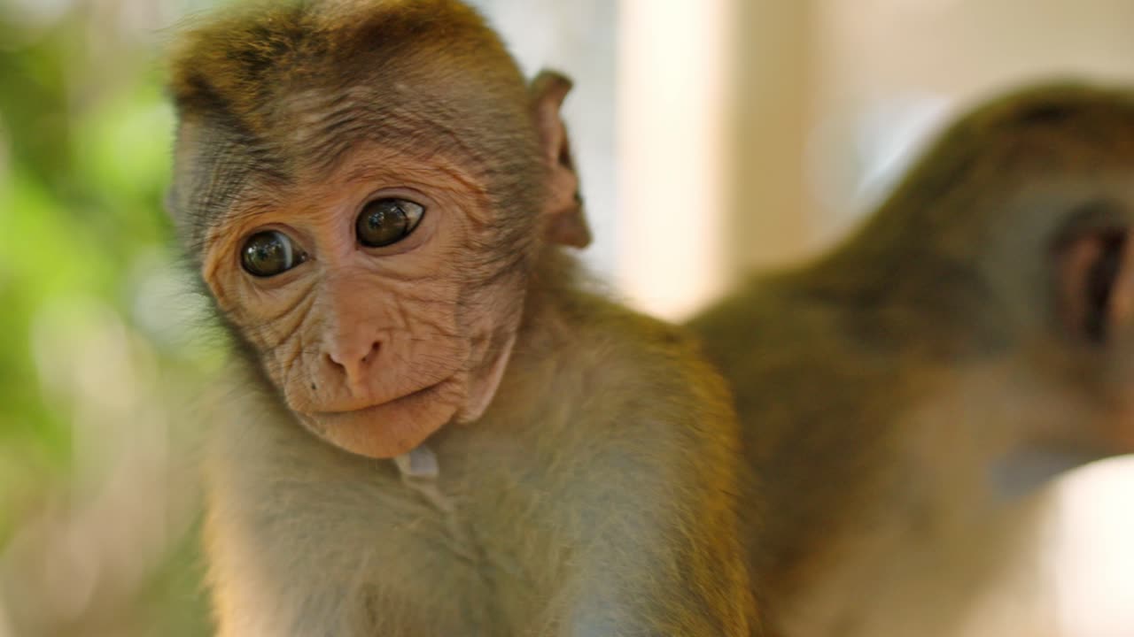 Close-up shot of curious little Sri Lankan monkeys gazing directly into the camera lens.