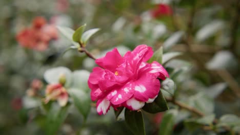 a vibrant camellia in full bloom with soft petals and rich details. captured in 4k slow motion, this shot showcases the elegance of nature and botanical beauty.