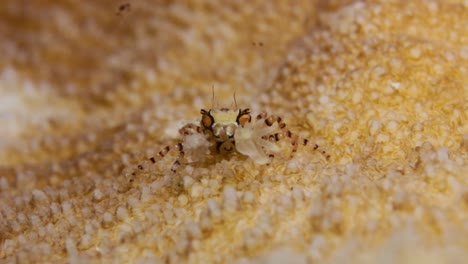 a small boxer crab holding anemones in its claw for defence