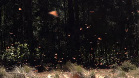 a large swarm of monarch butterflies in a sunny opening in the forest