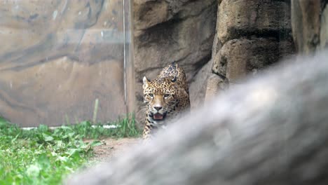 imágenes en cámara lenta capturan a un jaguar en un recinto del zoológico, caminando cerca de formaciones rocosas