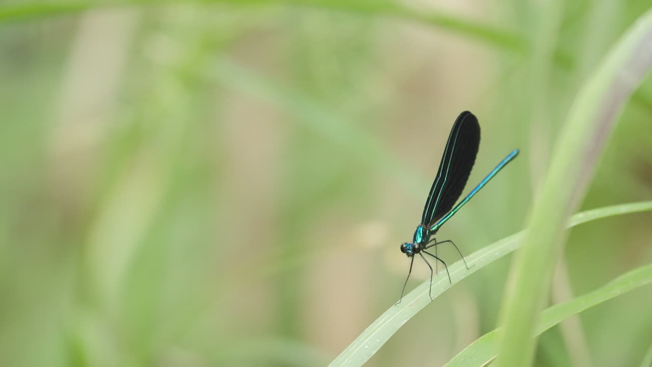 Damselfy on Stalk Flying Away