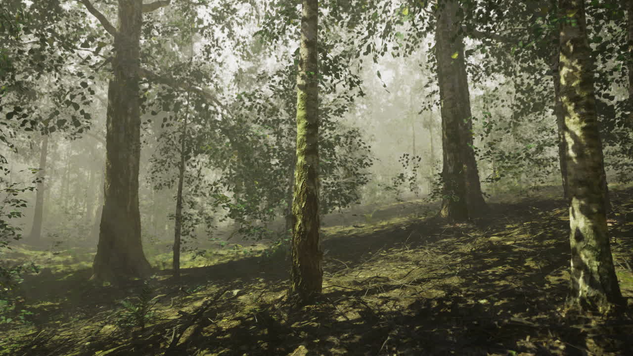 Paisaje forestal con niebla a la luz de la madrugada iluminando los árboles