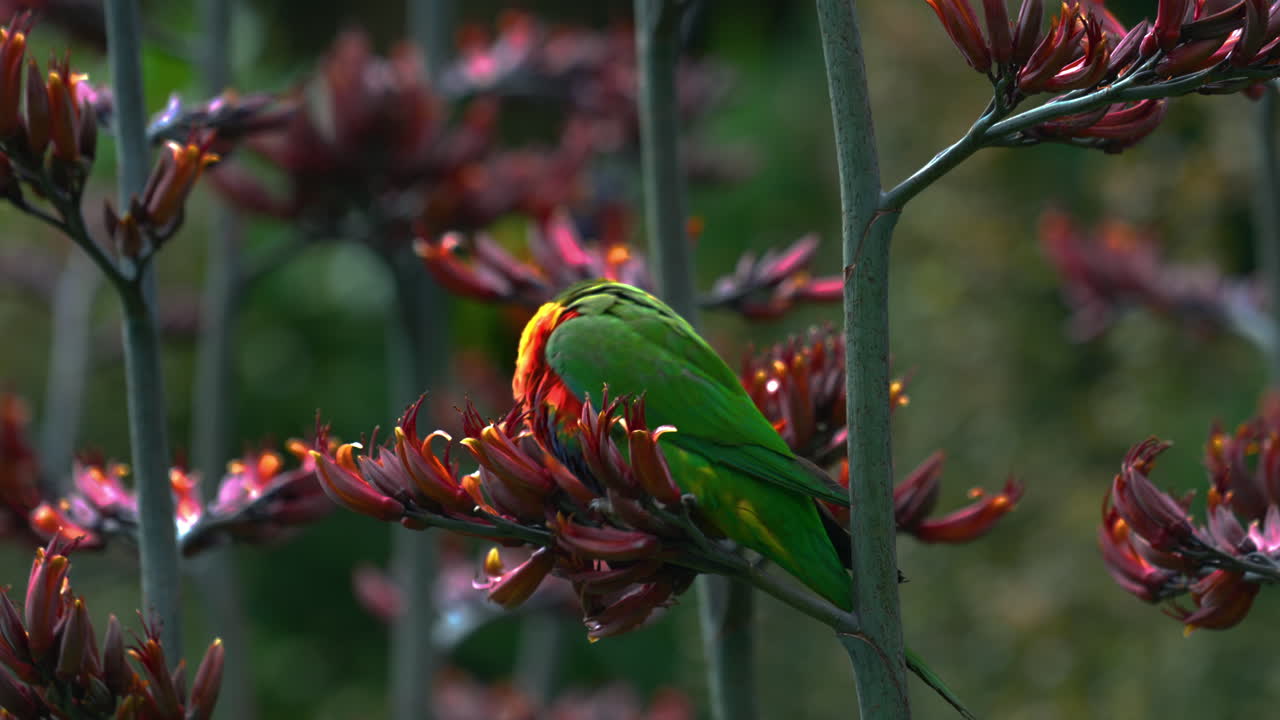 loro arco iris lorikeet lory en estado salvaje en australia
