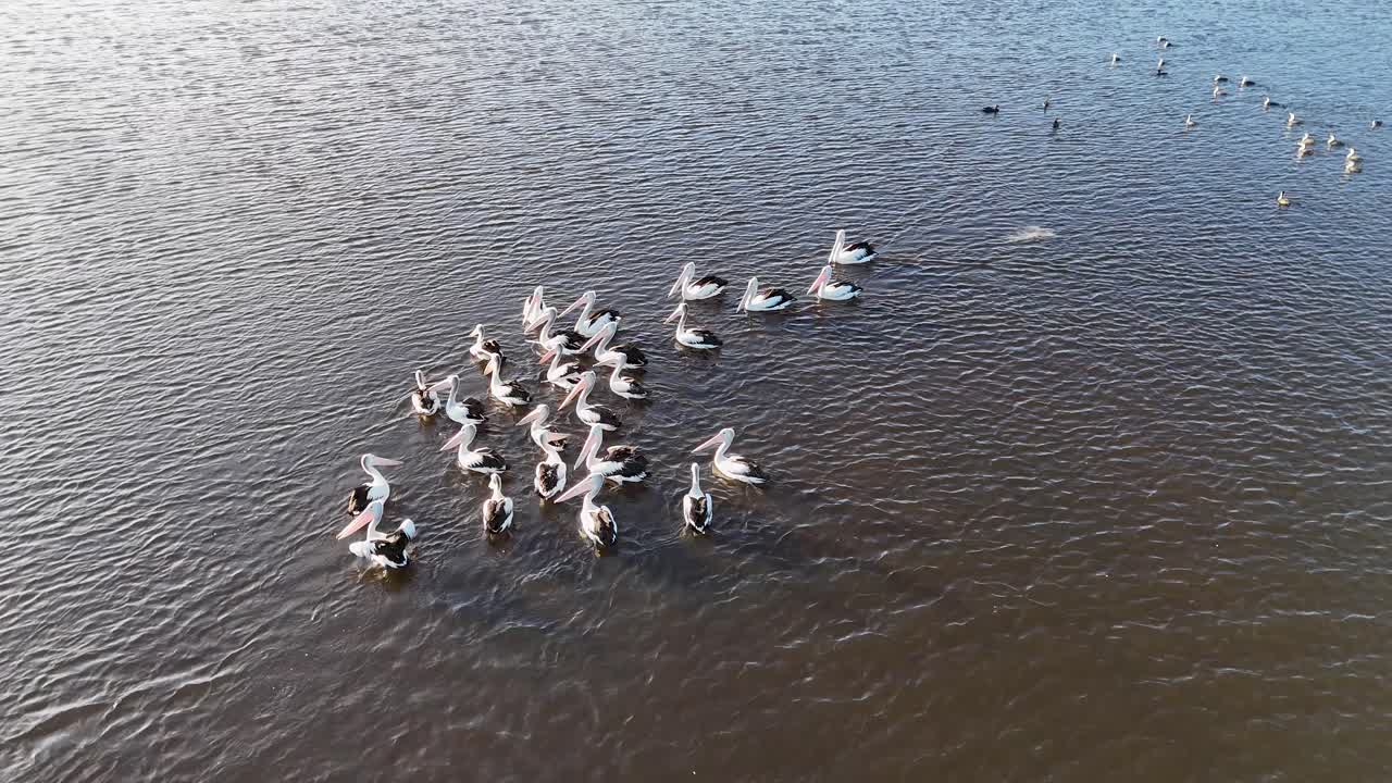 Aerial footage captures a flock of pelicans on a river at dusk, showcasing serene natural beauty and tranquil waters