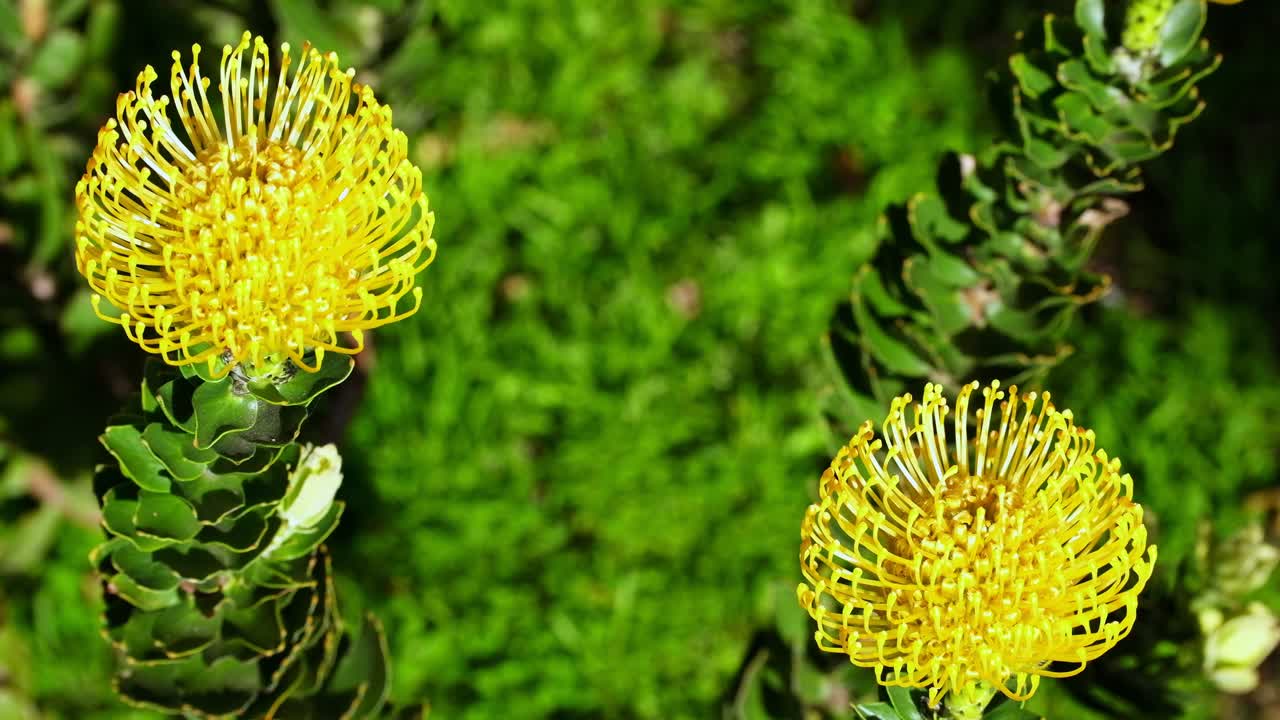 vista superior de las vibrantes flores de protea amarillas distintivas de la almohada de alfileres