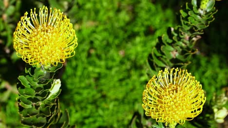 vista superior de las vibrantes flores de protea amarillas distintivas de la almohada de alfileres