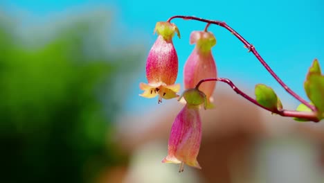 Esta-Encantadora-Escena-Captura-El-Resplandor-De-Una-Planta-Kalanchoe-Bañada-Por-La-Luz-Del-Sol,-Enclavada-En-Medio-De-Una-Exuberante-Hierba-Verde-Bajo-Un-Dosel-De-Cielos-Despejados-Y-Azules.