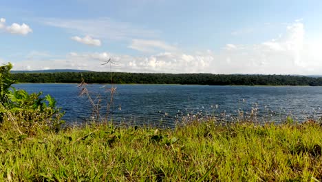 small flower and grass against scenic landscape of reservoir dam