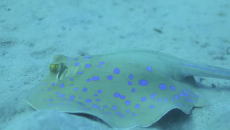 Bluespotted-Stingray-Im-Roten-Meer-Neben-Dem-Korallenriff