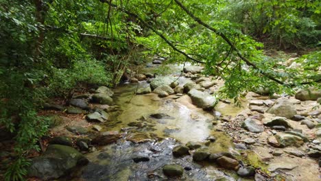 Arroyo-De-Corriente-Lenta-En-El-Corazón-De-Un-Bosque-De-Columbia