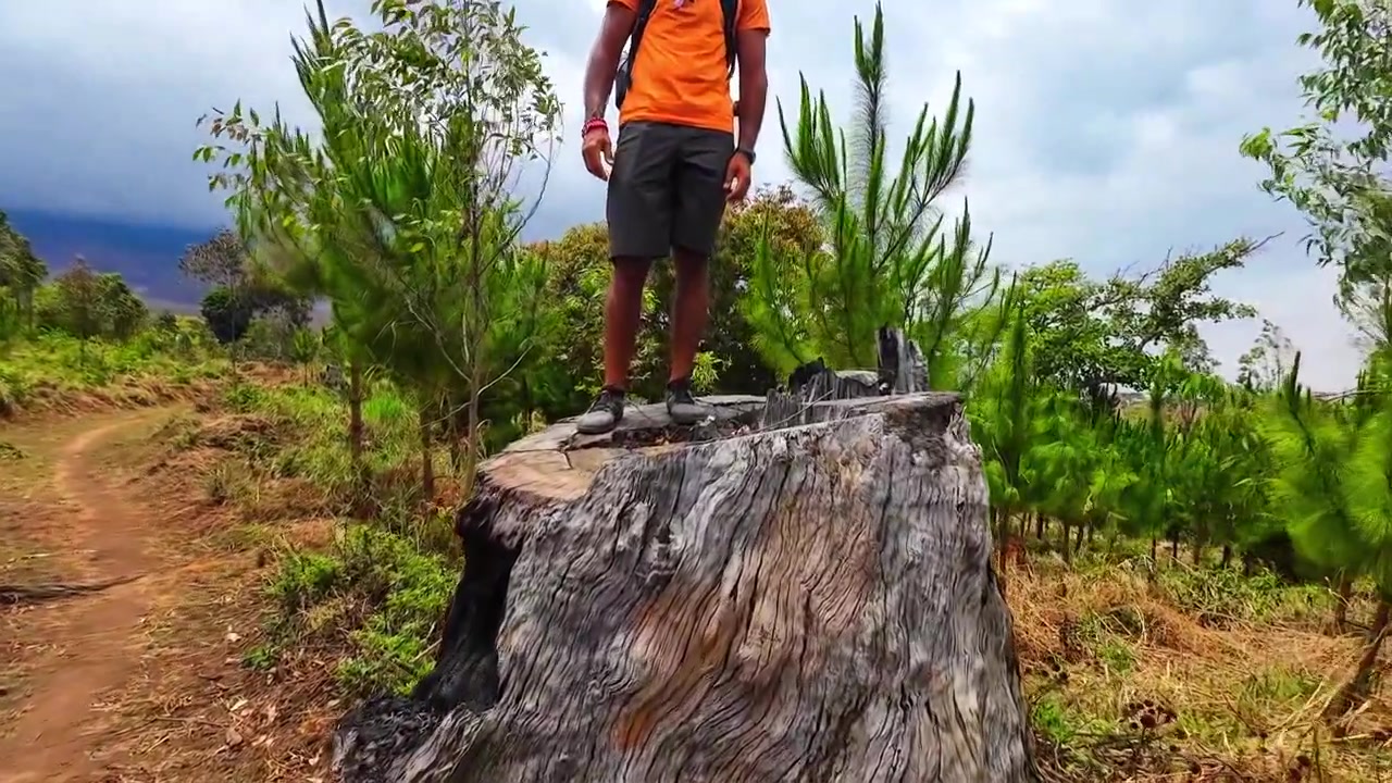 A man stands on a massive Mulanje cedar stump on Mount Mulanje, Malawi, illustrating forest loss and the need for conservation.