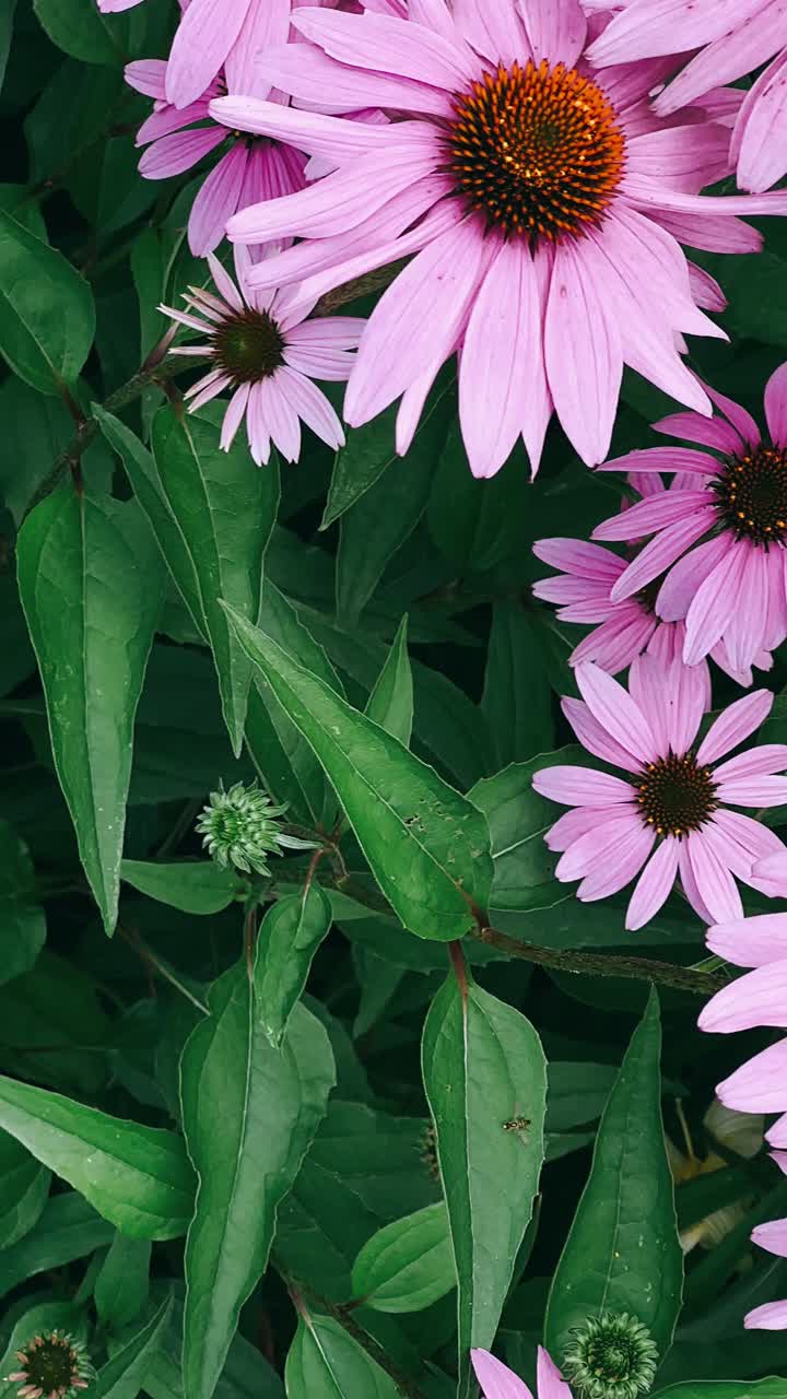 Primo Piano di Echinacee Viola e Fogliame Verde Rigoglioso