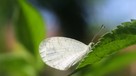 mariposa blanca encaramada en hojas en el bosque salvaje